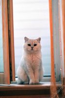 Лот: 4666813. Фото: 7. Экслюзив :) котенок 4 мес Британец...