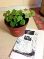 Лот: 7225779. Фото: 2. Сеянцы сортовых пеларгоний. Комнатные растения и уход