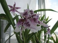 Лот: 1155005. Фото: 2. Орхидея Камбрия (Беаллара). Комнатные растения и уход