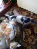 Лот: 10109893. Фото: 5. Подарю котят