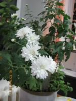 Лот: 6585654. Фото: 3. хризантема белая 4. Растения и животные