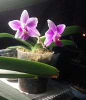 Лот: 17249884. Фото: 2. Орхидея фаленопсис сортовая. Комнатные растения и уход