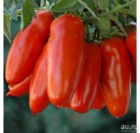 Лот: 13252017. Фото: 2. Рассада томатов, красноплодные... Семена, рассада, садовые растения