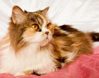 Лот: 5514395. Фото: 2. Шикарная кошка отдается:). Животные и уход