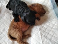 Лот: 16842743. Фото: 4. пудель (мальчик). Красноярск