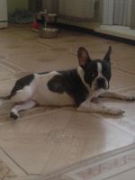 Лот: 7151473. Фото: 2. французский бульдог. Животные и уход