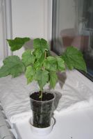 Лот: 4281093. Фото: 4. Абутилон Бэлла желтый 3. Красноярск