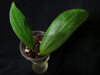 Лот: 16414103. Фото: 4. Хойя-Hoya soligamiana. Красноярск