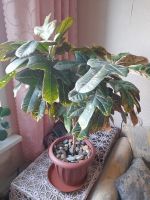 Лот: 25360782. Фото: 3. Кодиеум Кротон огромный шикарный. Растения и животные