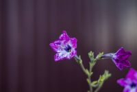 Лот: 16445782. Фото: 5. Sigma AF 17-50mm f/2.8 EX DC OS...