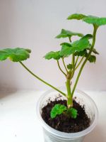 Лот: 18950300. Фото: 6. Пеларгония Marbacka Rose