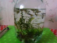 Лот: 19483866. Фото: 4. Рыбки аквариумные Гуппи с растениями... Красноярск