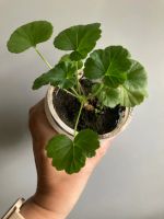 Лот: 25410981. Фото: 4. Пеларгония зональная мини, цветет. Красноярск