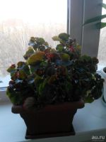 Лот: 9323008. Фото: 3. бегония садовая. Растения и животные