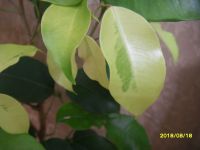 Лот: 11628776. Фото: 5. фикус Бенджамина "Yellow Gold...