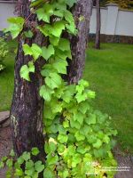 Лот: 6073425. Фото: 2. Виноград Амурский (Vitis amurensis... Семена, рассада, садовые растения