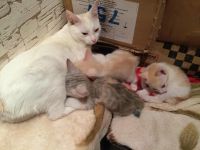 Лот: 4953849. Фото: 5. Котята