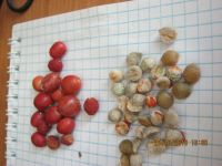 Лот: 7581300. Фото: 2. мурайя. Комнатные растения и уход