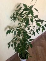 Лот: 12072546. Фото: 2. фикус Бенджамина. Комнатные растения и уход