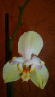 Лот: 6431213. Фото: 2. орхидея фаленопсис (желтая, отцветает... Комнатные растения и уход