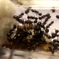 Лот: 18100404. Фото: 2. Колония муравьёв Messor Structor. Животные и уход