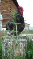 Лот: 7752550. Фото: 6. Отличный петушок (Джерсийский...