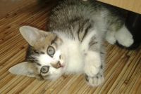 Лот: 6050379. Фото: 2. Полосатый озорник-котенок. Животные и уход