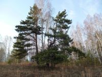 Лот: 4922265. Фото: 3. Продам участок ст. Минино. Недвижимость