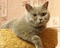 Лот: 12622259. Фото: 2. Британский молодой котяра)). Животные и уход