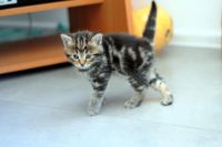 Лот: 10918405. Фото: 2. Котенок мальчик (мама - британская... Животные и уход