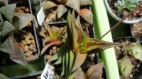Лот: 11605260. Фото: 4. Хавортия nigra diversifolia. Красноярск