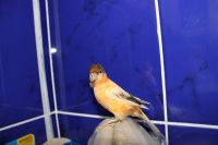 Лот: 6707953. Фото: 3. канарейка кенар. Растения и животные
