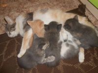 Лот: 11259460. Фото: 4. Котята - рыжий мальчик и дымчатая... Красноярск