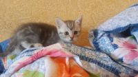 Лот: 4310407. Фото: 4. Котята британцы. Красноярск
