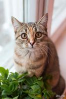 Лот: 8811080. Фото: 4. Canon EOS 70d kit 18-55 +Штатив... Красноярск
