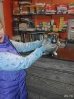 Лот: 9030820. Фото: 3. Щенки!Ищу срочно заботливых хозяев... Растения и животные