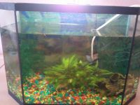 Лот: 7722942. Фото: 2. Аквариум 45 литров со всем содержимым... Аквариумистика