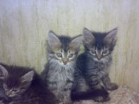 Лот: 101645. Фото: 3. сибиряки-котята. Растения и животные