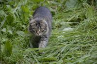 Лот: 3120664. Фото: 2. Nikon D7000 body + объектив 18-105mm... Фотокамеры