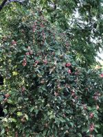 Лот: 25294932. Фото: 9. 4-комн. дача , садоводческое некоммерческое...