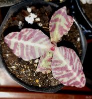 Лот: 13735284. Фото: 2. Каланхоэ «куропатка» (Kalanchoe... Комнатные растения и уход