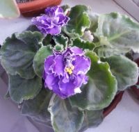 Лот: 2752973. Фото: 2. Фиалка "Летние сумерки". Комнатные растения и уход