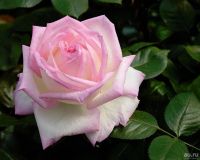 Лот: 7339884. Фото: 2. Роза садовая Принцесса де Монако. Семена, рассада, садовые растения