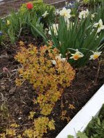 Лот: 15948691. Фото: 2. Спирея японская Голдфлейм (Spiraea... Семена, рассада, садовые растения