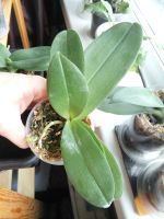 Лот: 16739643. Фото: 2. Орхидея Кренбери чача. Комнатные растения и уход