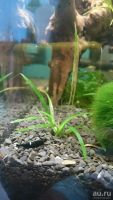 Лот: 8052810. Фото: 2. Креветки King-Kong Shrimp. Аквариумистика