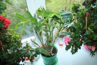 Лот: 8227396. Фото: 3. Взрослая орхидея "дендробиум нобиле... Растения и животные