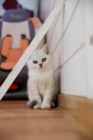Лот: 6137473. Фото: 5. Британский котёнок (девочка 3...
