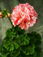 Лот: 4069728. Фото: 6. Зональная пеларгония Tara Caws...