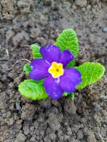 Лот: 15238930. Фото: 3. Примула. Для дачи, дома, огорода, бани, парка